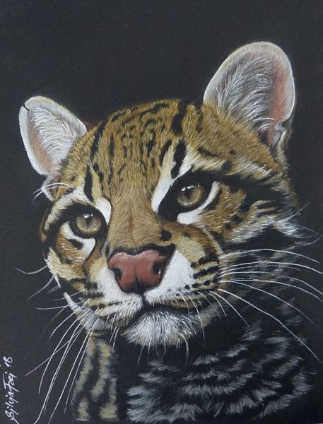 Ozelot, Tierzeichnung, Polychromos, Raubkatze