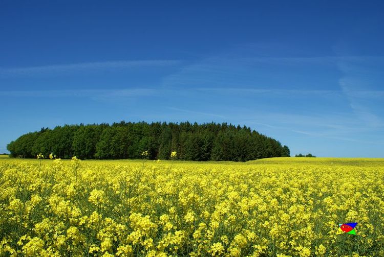 Blauer himmel, Raps, Sommer, Sonne