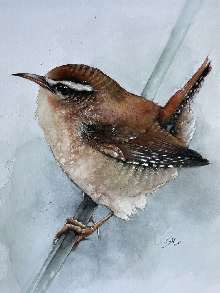 Bird, Aquarellstifte, Tiere, Zaunkönig