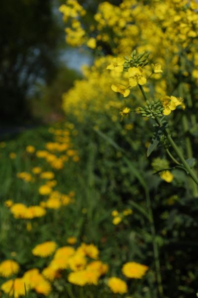 Baum, Pflanzen, Gras, Feld