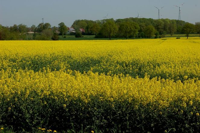 Himmel, Baum, Raps, Wiese