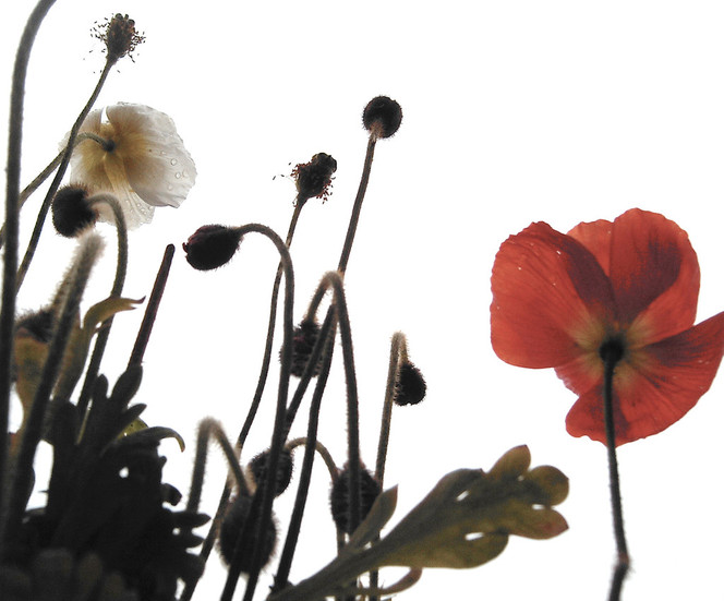 Weiß, Rot, Mohn, Fotografie