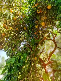 Fotografie, Orangenbäumchen, Orange, Baum