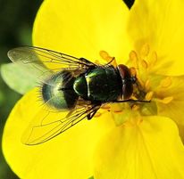 Fliege, Fotografie, Ärger