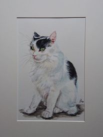 Katze, Portrait, Mietze, Kater