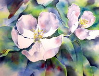 Aquarellmalerei, Aquarell, Quitten, Quince blossom