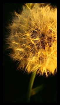 Löwenzahn, Pusteblume, Fotografie