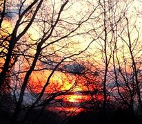 Abendstimmung, Abbild, Baum, Fotografie