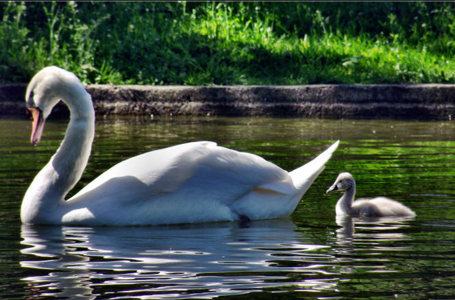 Sschwan, See, Schwanenjunges wasser, Fotografie