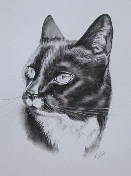 Katzenportrait, Tierzeichnung, Tiermalerei, Katze