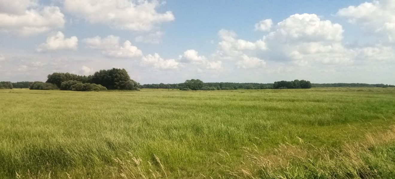 Das grüne Meer von Wiesmoor (Foto: OL)