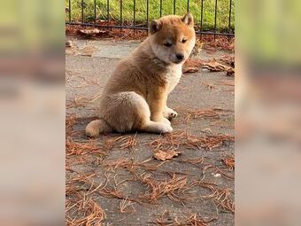 4x Shiba Inu Welpen (2x Männchen, 2x Weibchen)