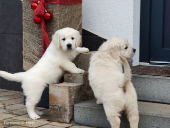 Wesensfeste GOLDEN RETRIEVER m.Pap.geboren Anfang Nov. 2024.