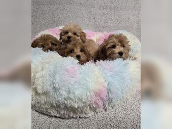 Maltipoo Welpen, Toy-Pudel, Malteser, Pudel Welpen