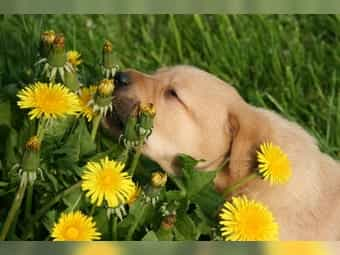 Liebevolle Labradorzucht in NRW