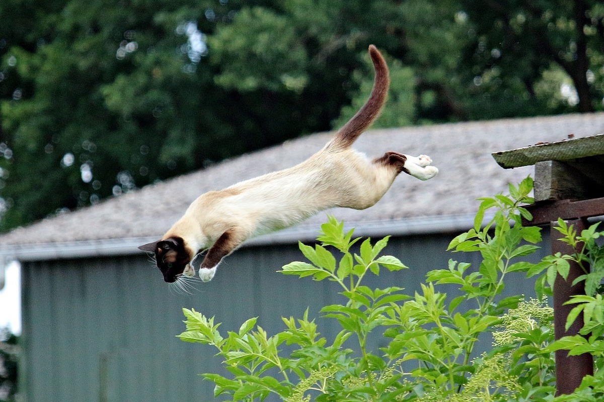 Springende Katze.