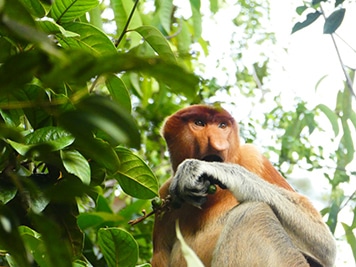 Borneo Affe - Leider ist auch Borneo nicht plastikfrei - plastikfrei Leben