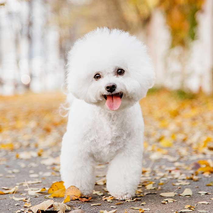 Bichon Frisé von vorne