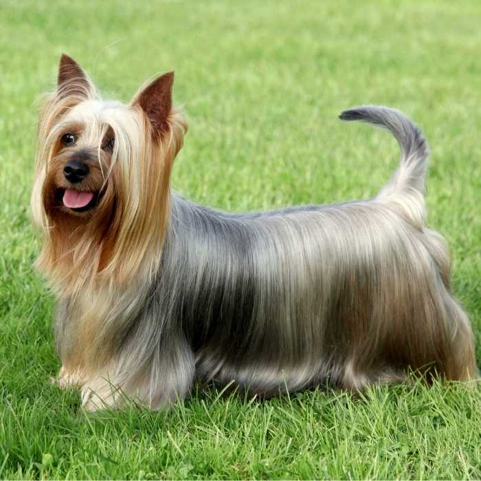 australian silky terrier im gras