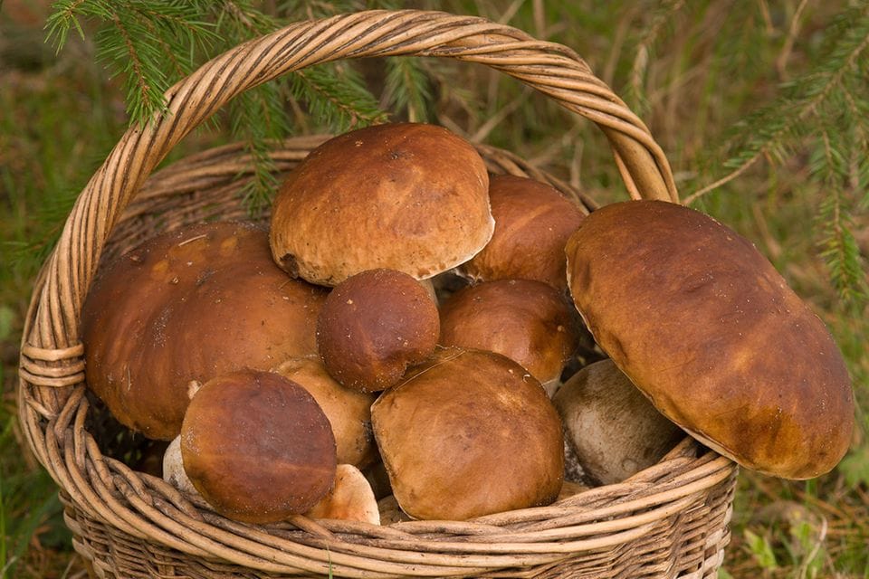 Steinpilze im Korb sammeln