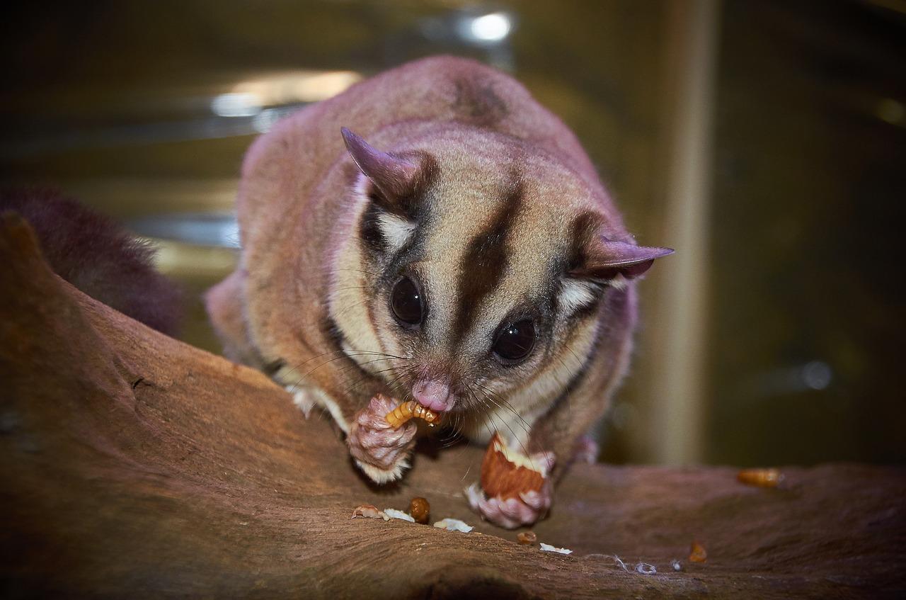 Kurzkopfgleitbeutler: Sugar Glider als Haustier halten!? - Sugar GliDer