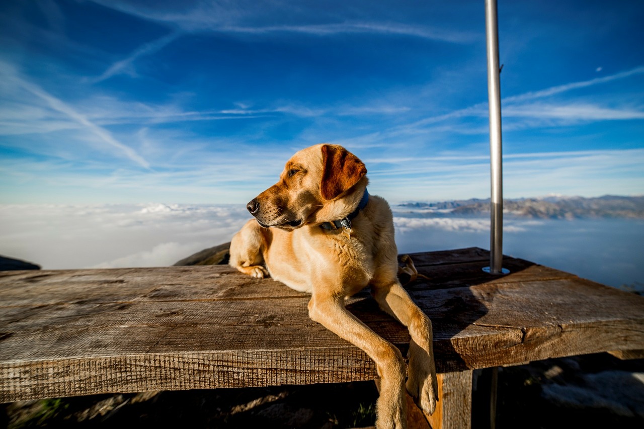 Mountain, Dog