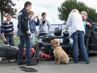 Hund verursacht einen Verkehrsunfall