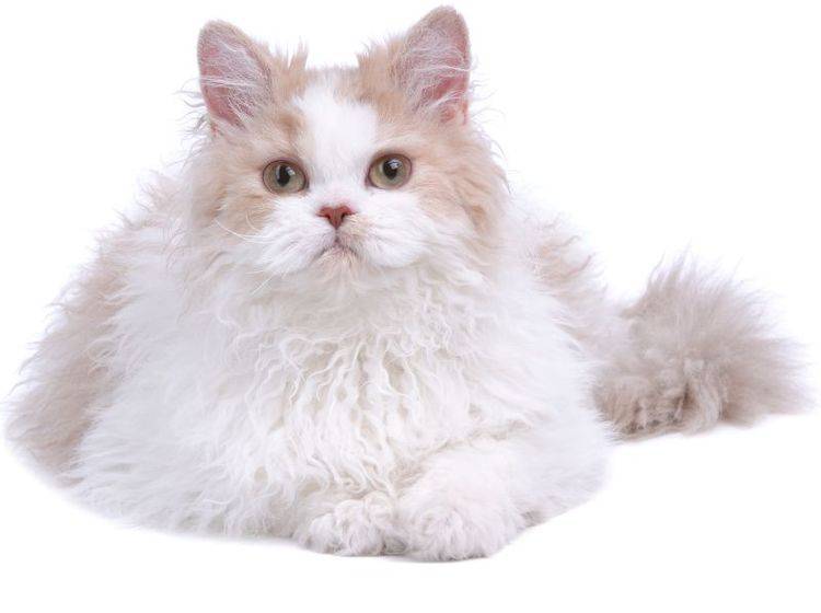 Ganz schön flauschig: Diese Selkirk Rex ist eine langhaarige Vertreterin ihrer Rasse ... – Bild: Shutterstock / Toloubaev Stanislav