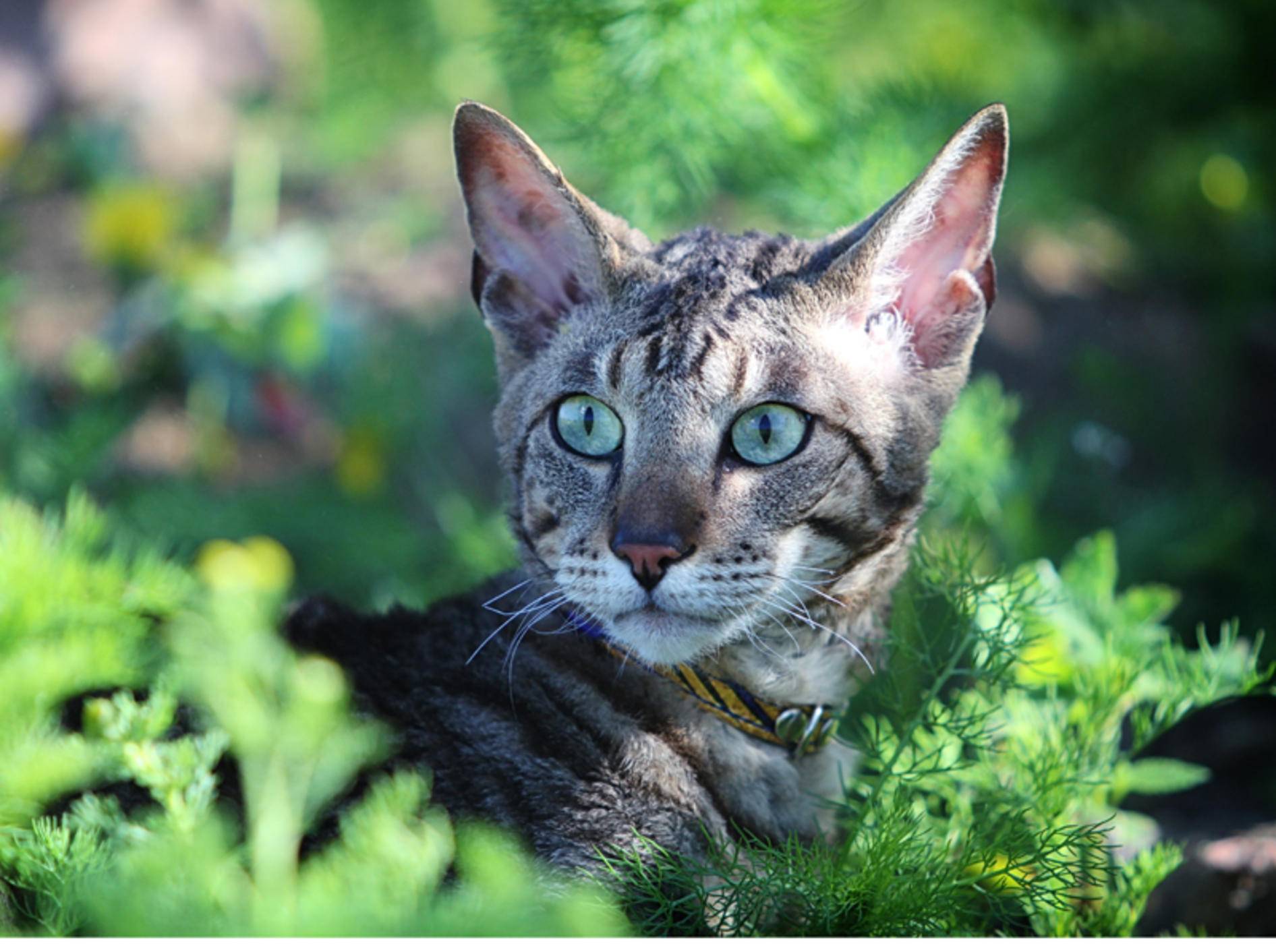 Pflanzen sind meist harmlos – doch einige können für Katzen auch gefährlich werden - Bilder: Shutterstock / DragoNika