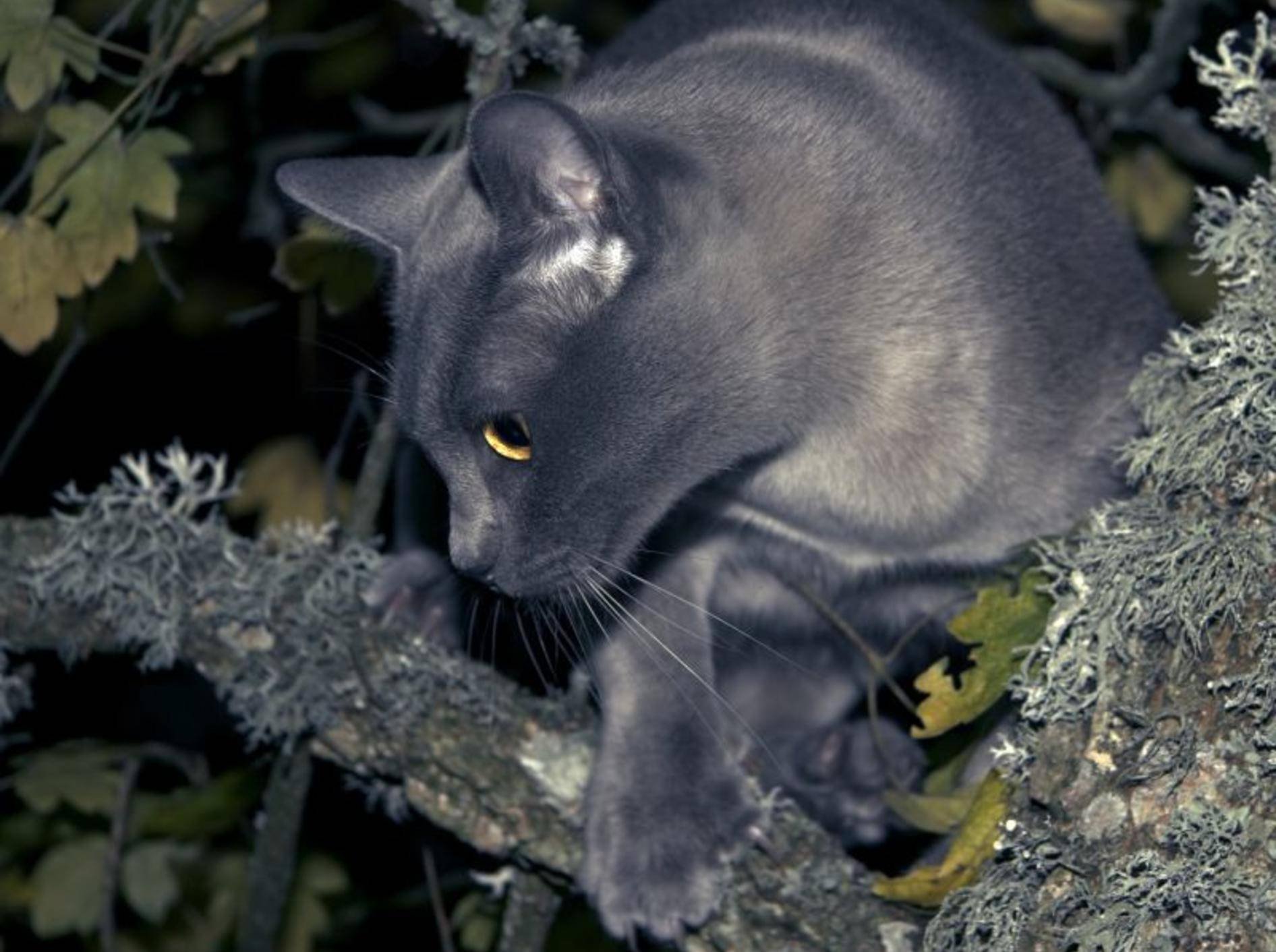 Eine blaue Burma-Katze bei Nacht: Wunderschön und faszinierend, oder? – Bild: Shutterstock / Anna Dickie