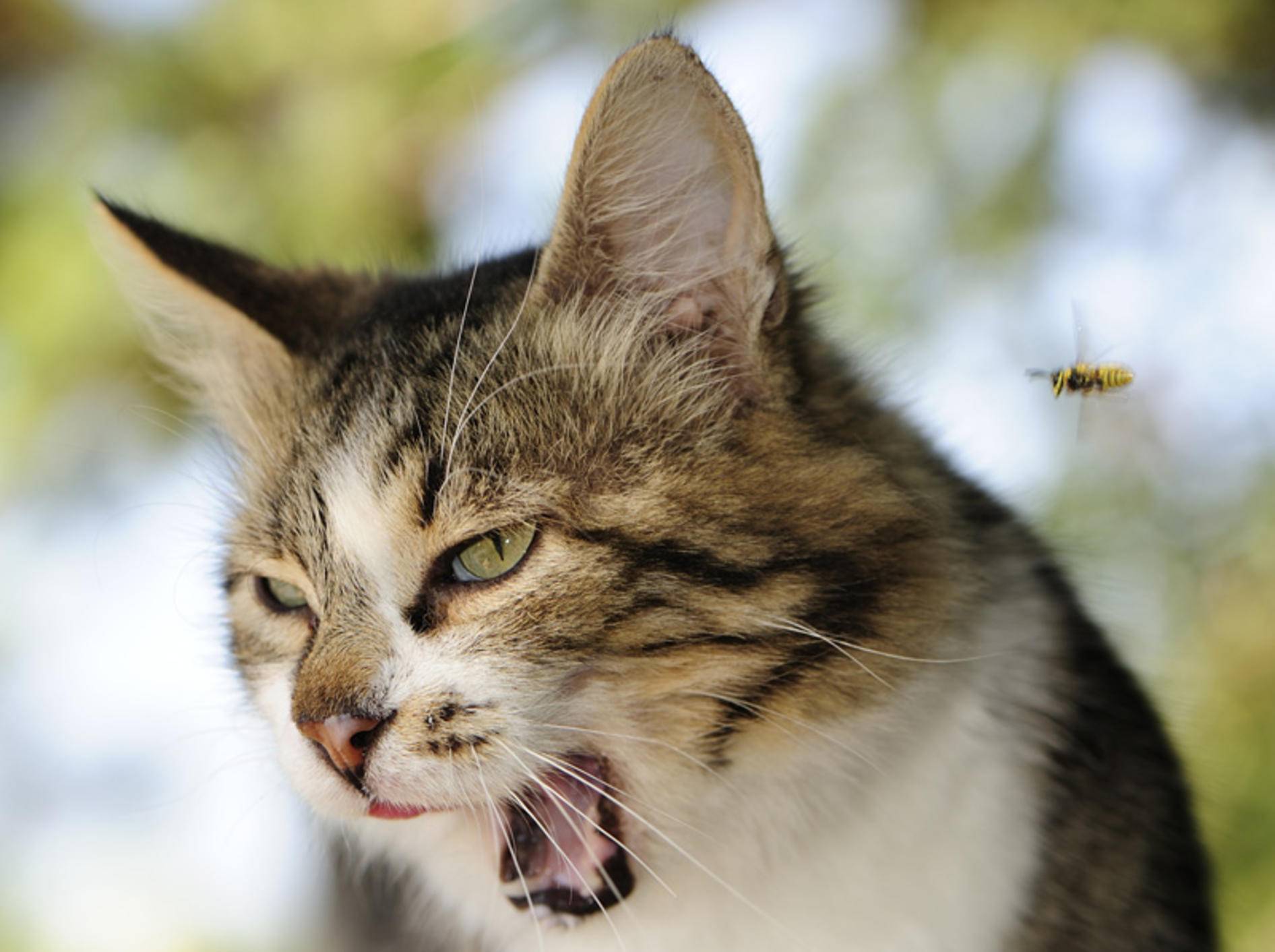 Bienenstiche bei Katzen sollten vor allem schnell gekühlt werden – Bild: Shutterstock / Andriy Solovyov