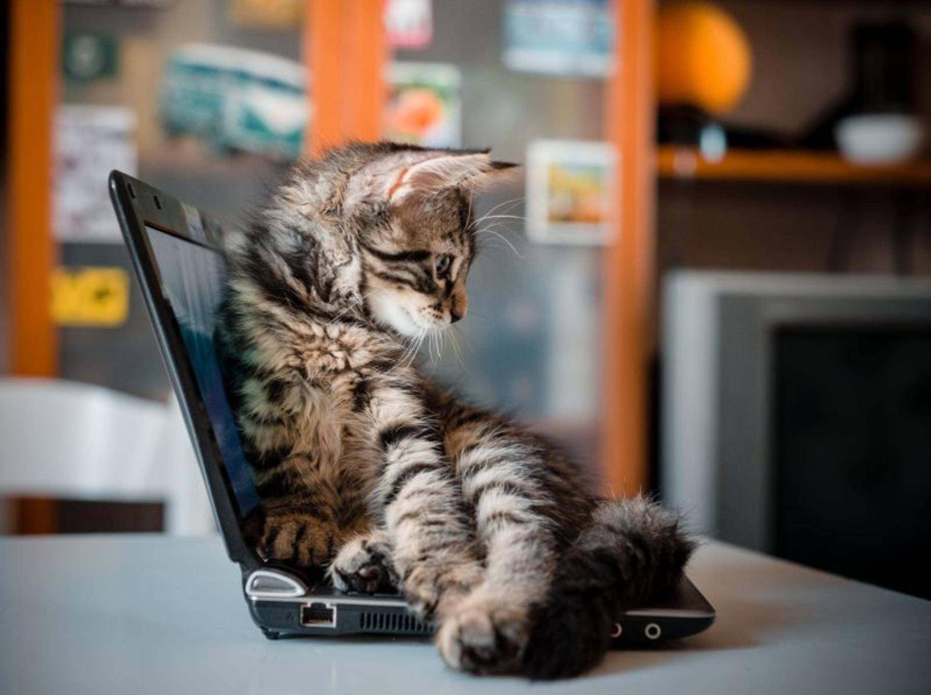 getigerte-katze-auf-laptop-shutterstock-Eugenio Marongiu