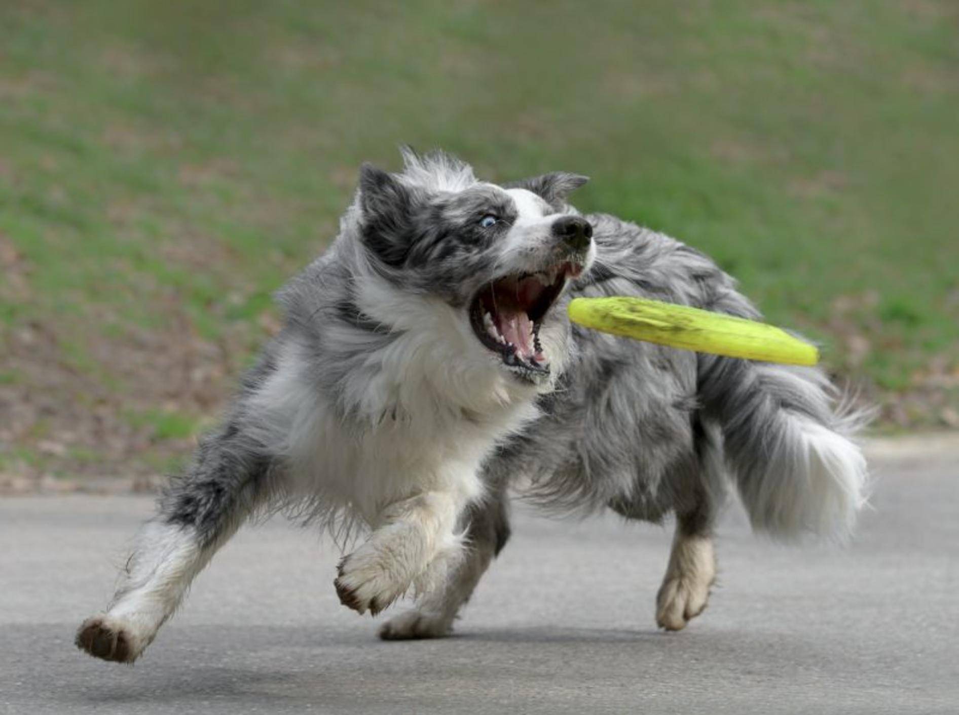 "Die krieg ich!" ist sich dieser sportliche Border Collie sicher – Bild: Shutterstock / tsik