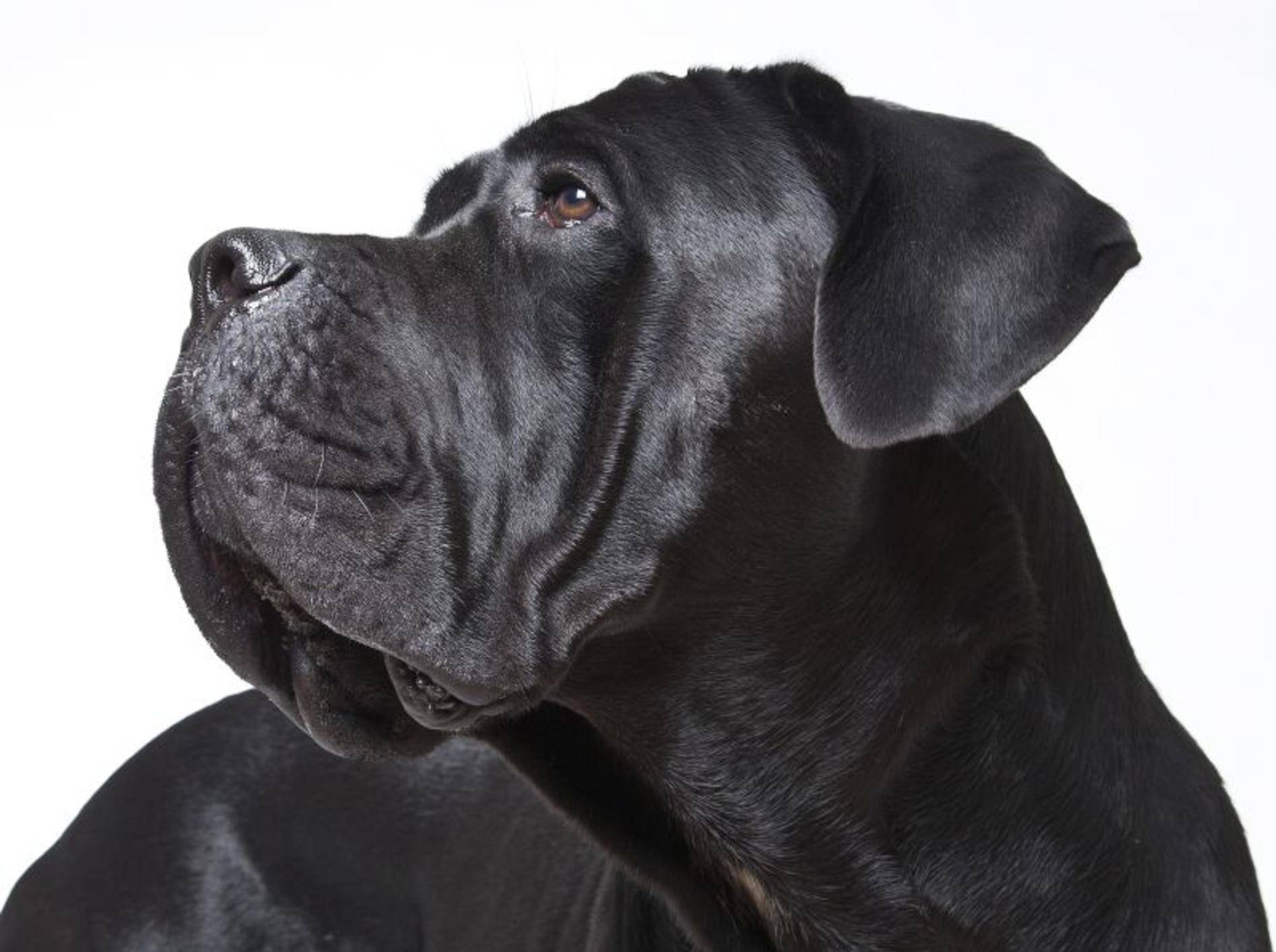 Aufmerksam, wachsam und imposant: Das ist der Cane Corso – Bild: Shutterstock / Maja H