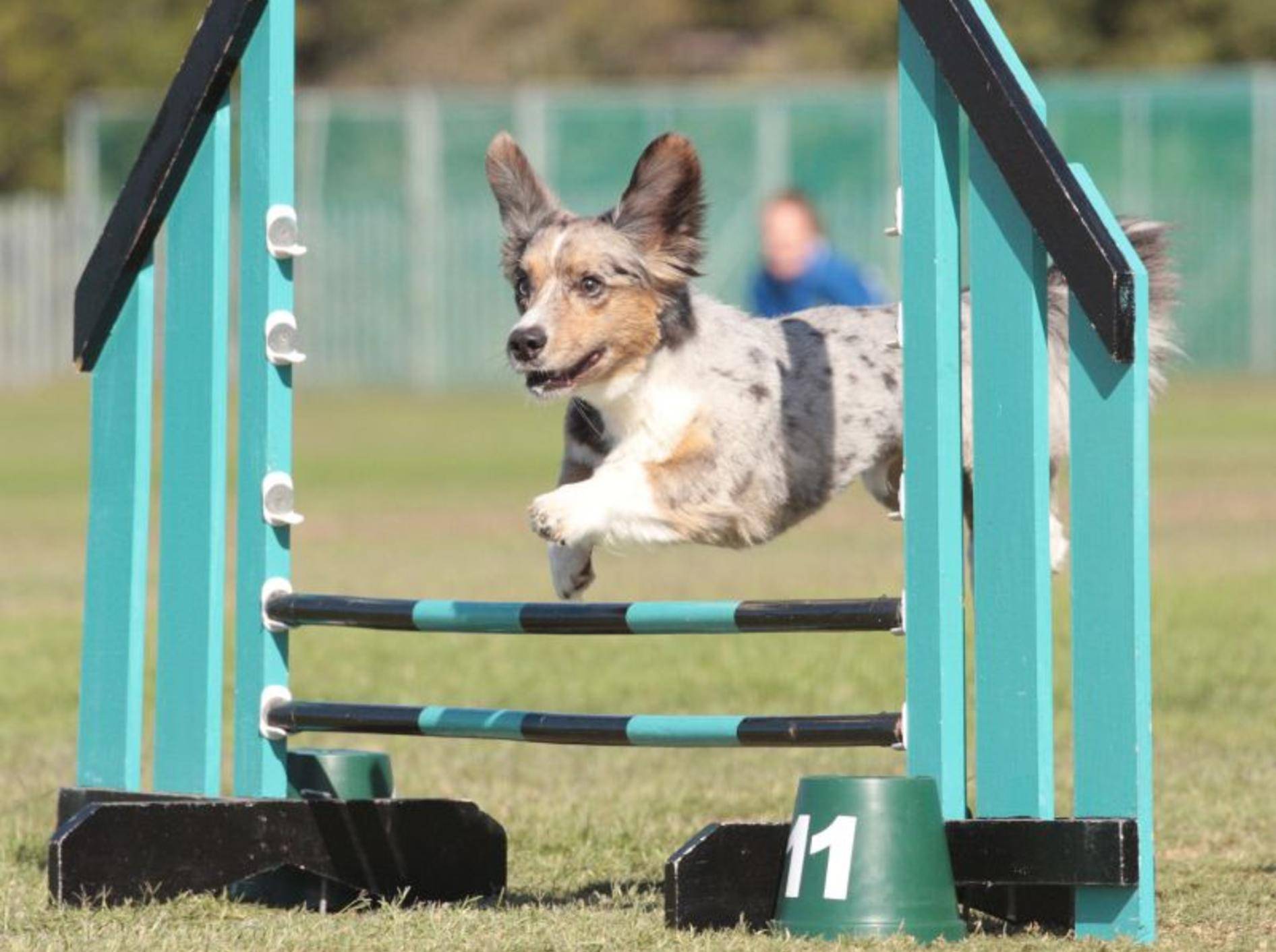 Agility ist eine der bekanntesten und beliebtesten Hundesportarten, deswegen macht sie den Anfang – Shutterstock / Mackland