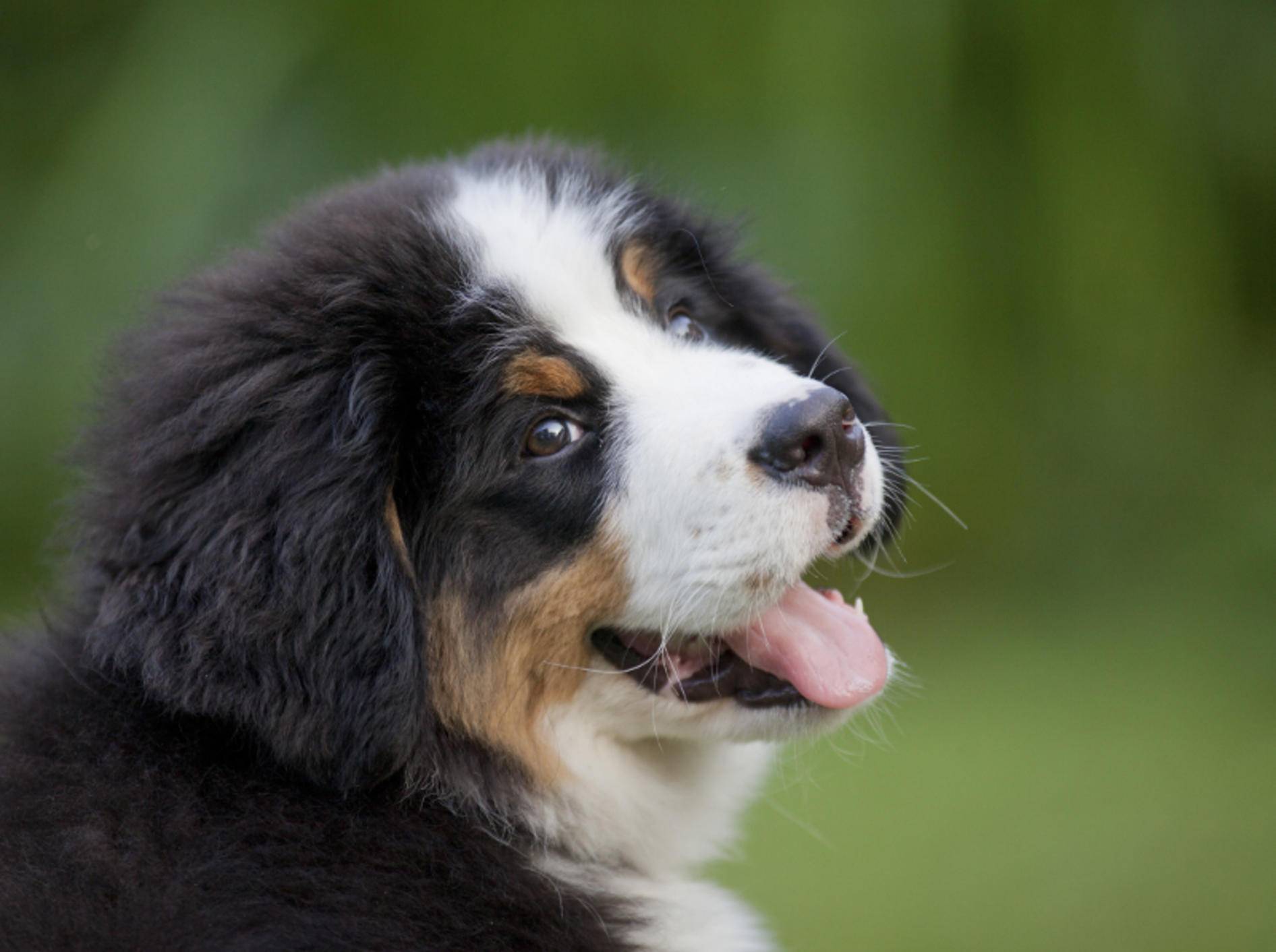 Ein Berner Sennenhund-Welpe ist so flauschig. Zum Knuddeln! – Bild: Shutterstock / david muscroft