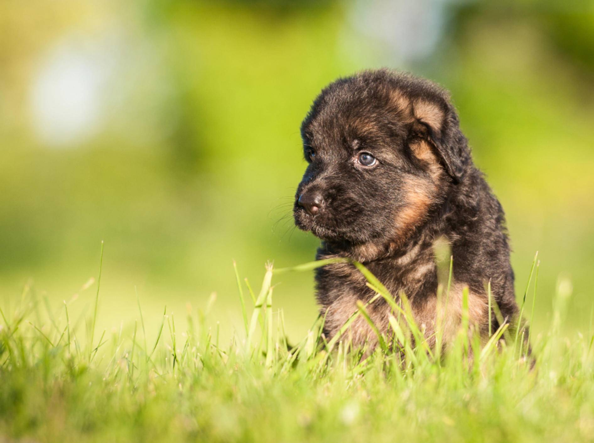 "Jetzt habe ich vor lauter Niedlichkeit doch glatt vergessen, wo ich hinlaufen wollte! Verflixt!" – Bild: Shutterstock / Rita Kochmarjova