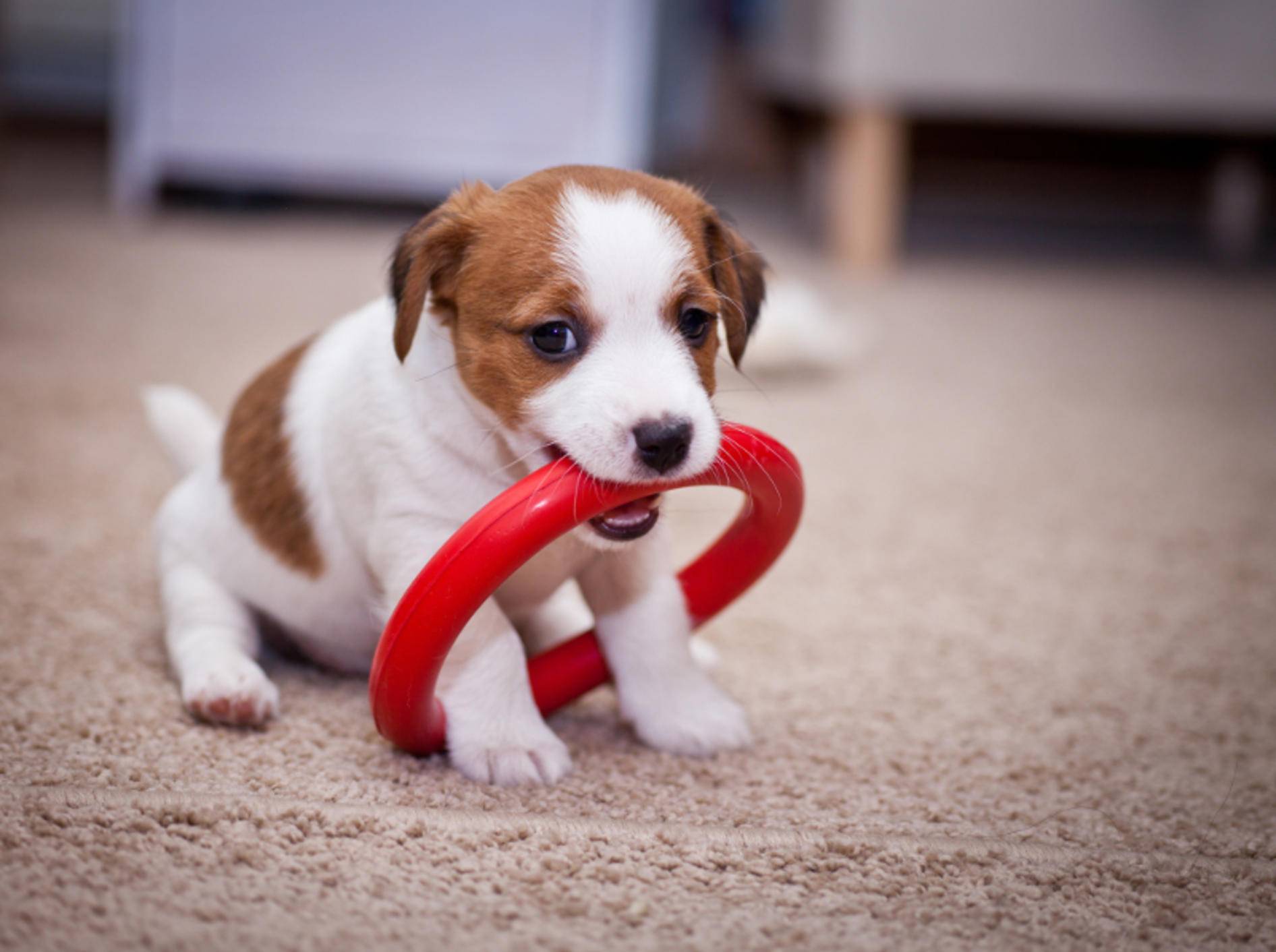 Ein ziemlich großes Spielzeug für so einen kleinen Jack Russell Terrier-Welpen – Bild: Shutterstock / dezi