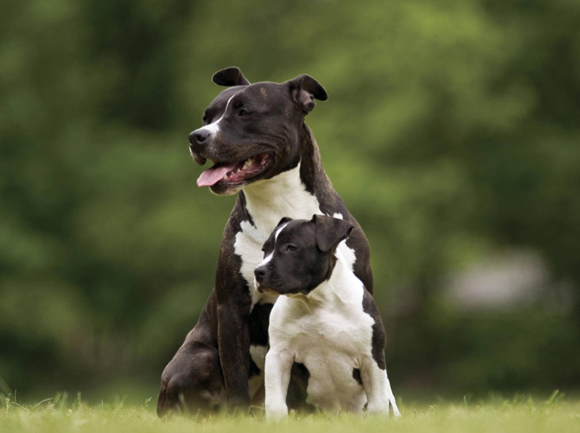 Mama Pitbull passt gut auf den süßen kleinen Welpen auf – Shutterstock / Jan-de Wild