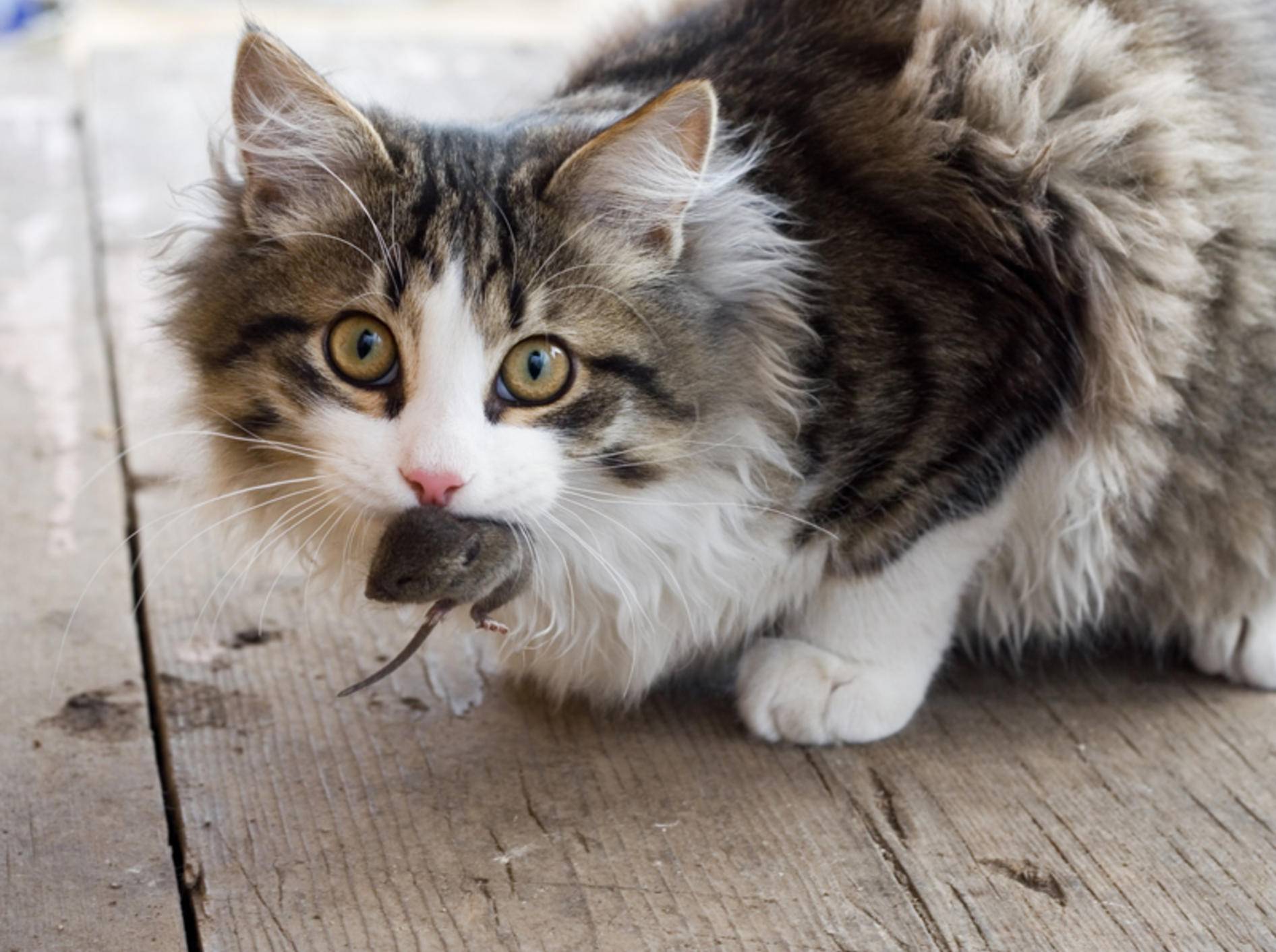 "Guck mal, hab ich selbst gefangen!": Diese junge Katze ist stolz auf ihre Beute – Shutterstock / Andrey Stratilatov