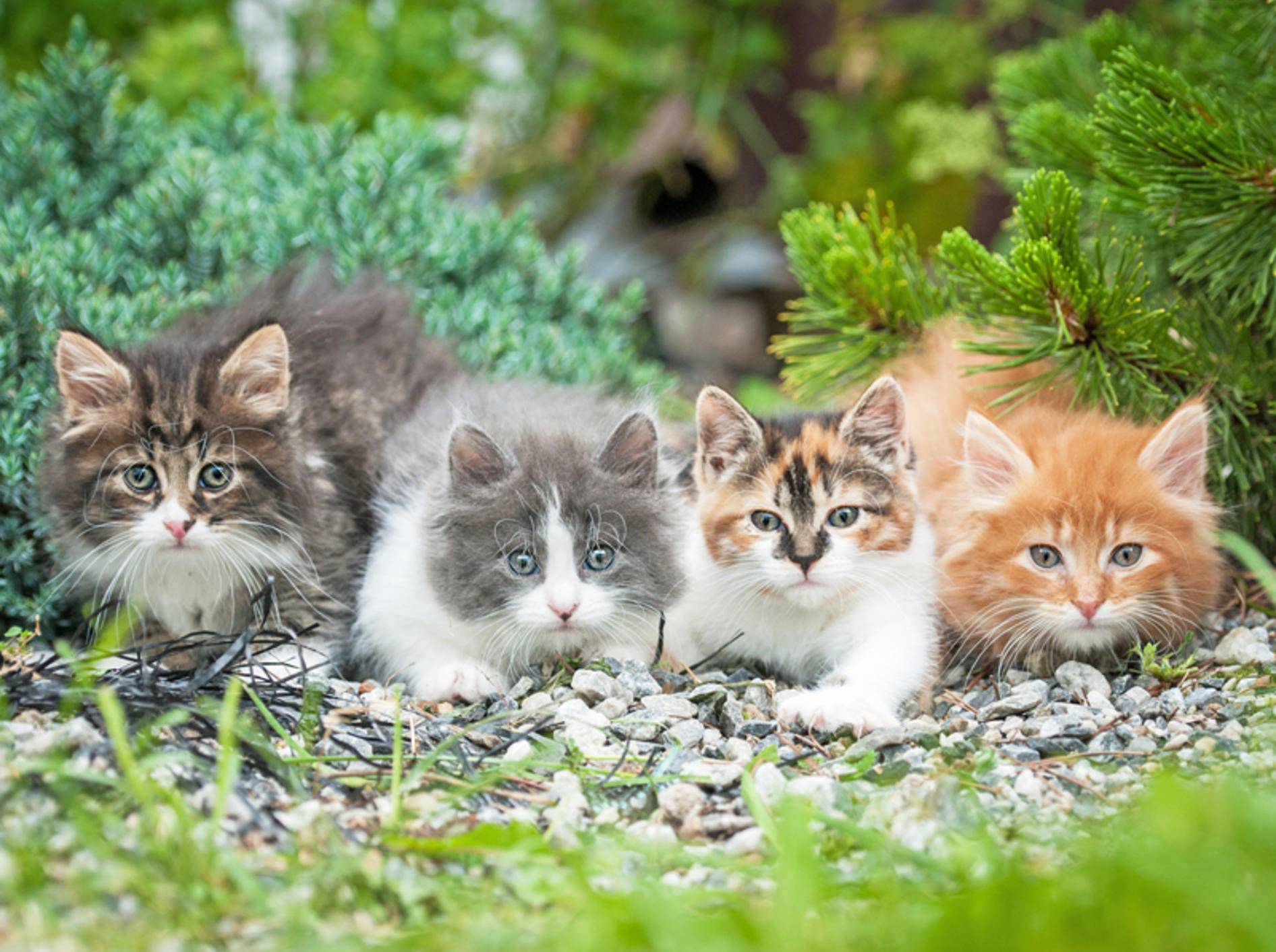 Zeigt her eure Muster, zeigt her eure Farben – Shutterstock / Rita Kochmarjova