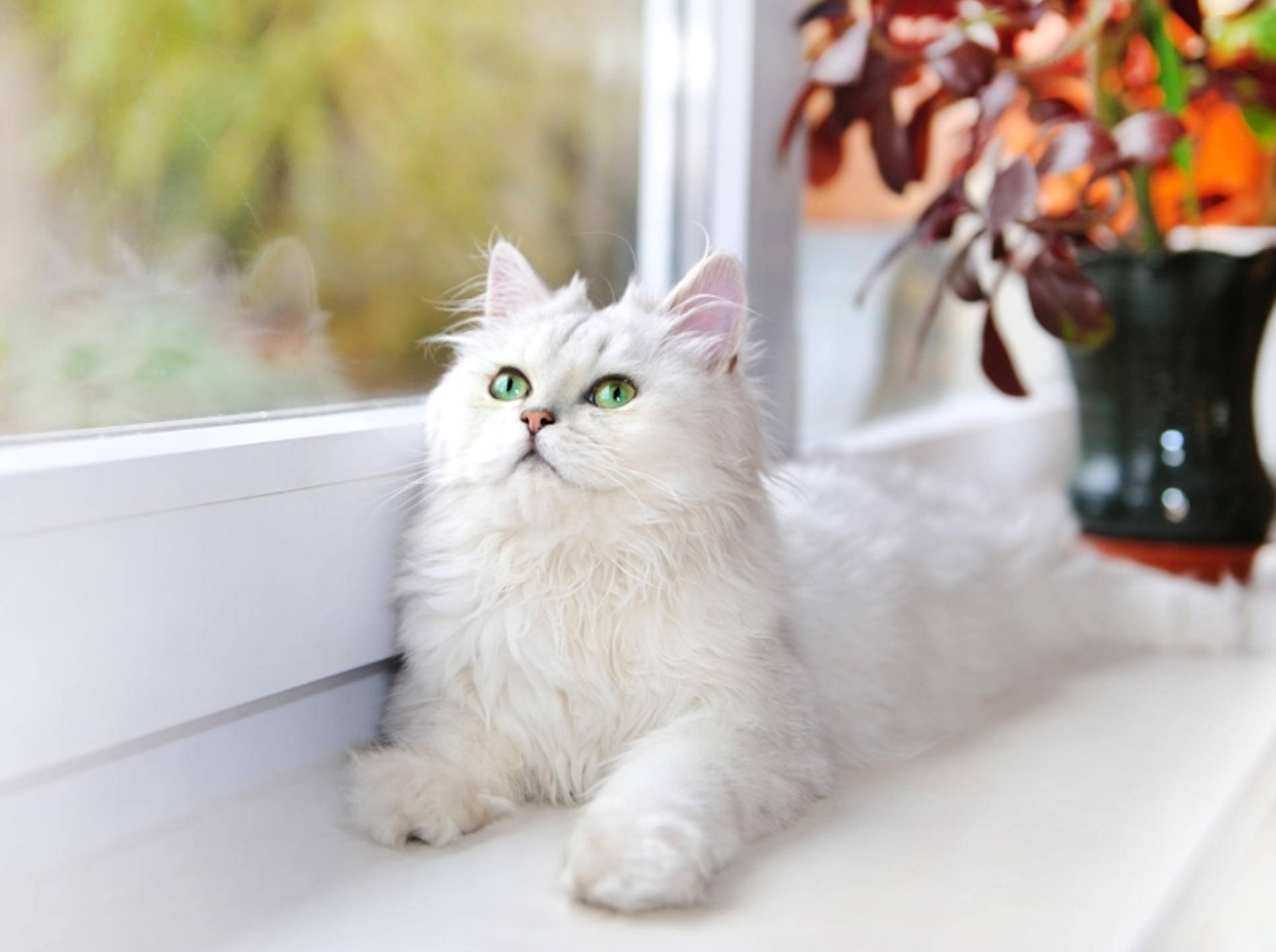 "Oh! Ein Vogel! Mist, zu weit weg ... Der wird gleich angekeckert!", denkt diese Katze – Shutterstock / Nata789