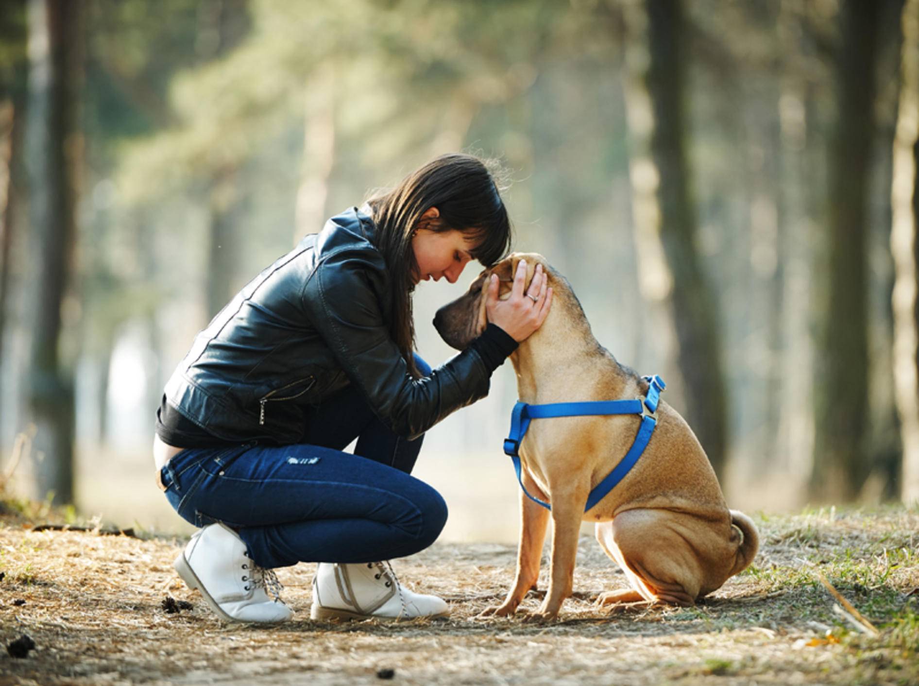 "Wir zwei sind ein tolles Team": Der Hund und sein Frauchen haben eine enge Bindung zueinander – Shutterstock / AlohaHawaii