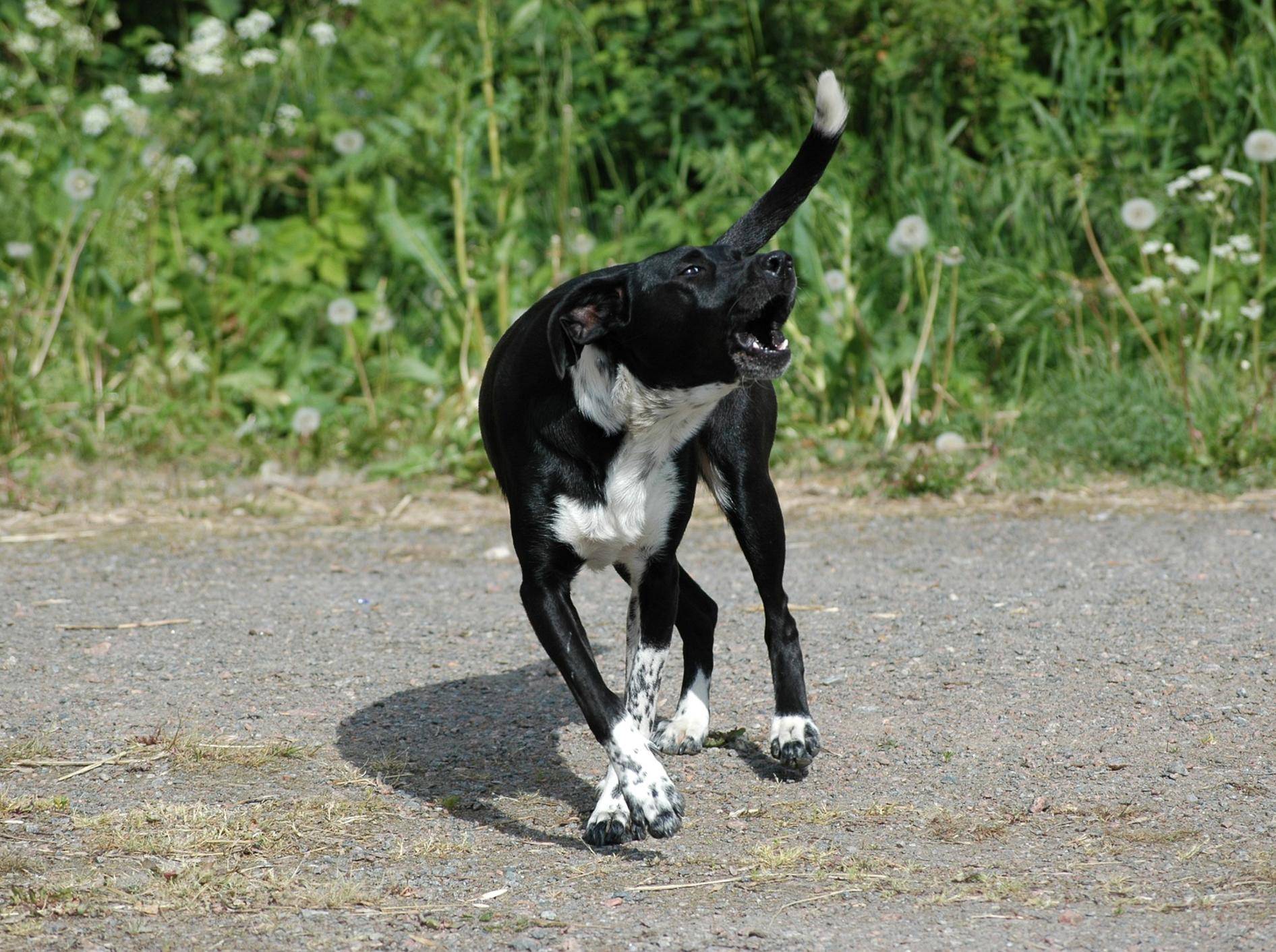 Hund bellt Menschen an