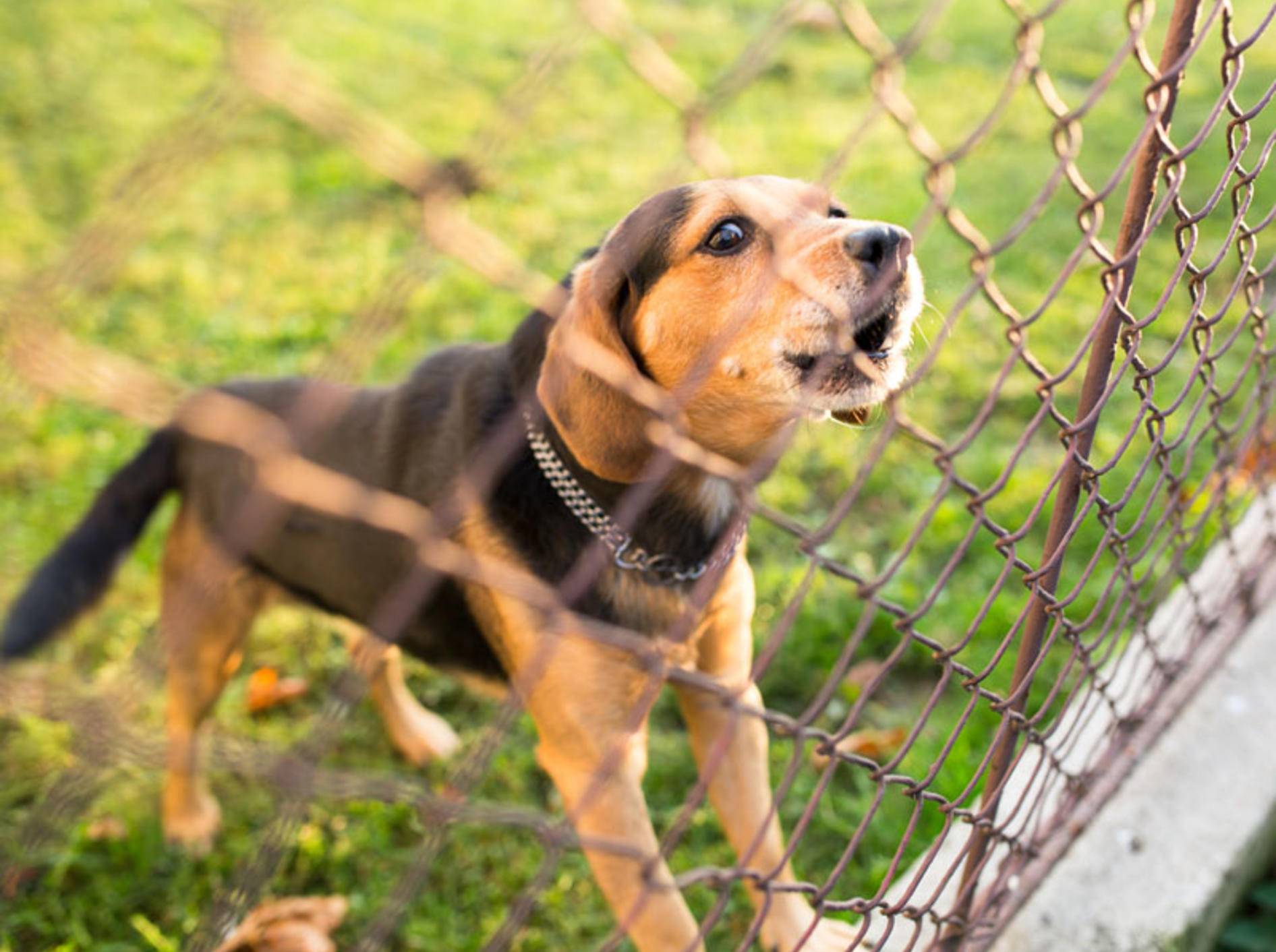 Nachbarshund bellt nicht nur am Gartenzaun – Bild: l i g h t p o e t/Shutterstock