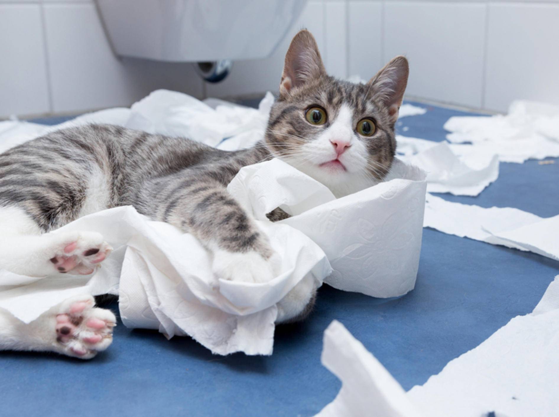 Mit Toilettenpapier zu spielen, bringt auch einfach so viel Spaß! - Bild: Shutterstock/bmf-foto.de