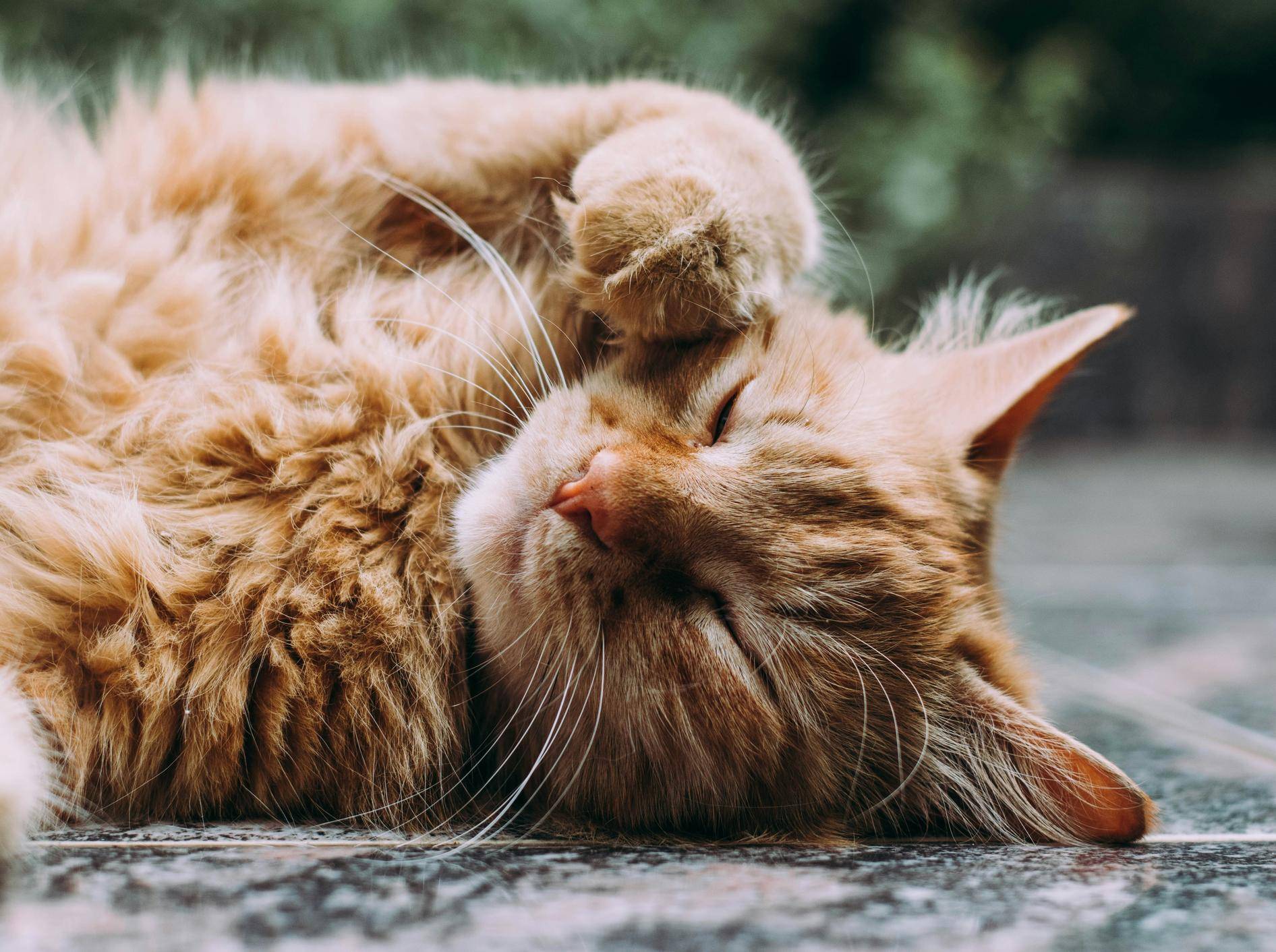 Eine Katze liegt erschöpft in der Sonne.