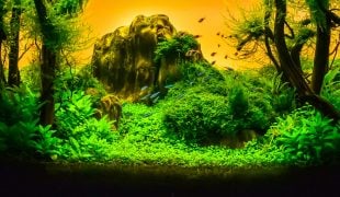 Aquascaping