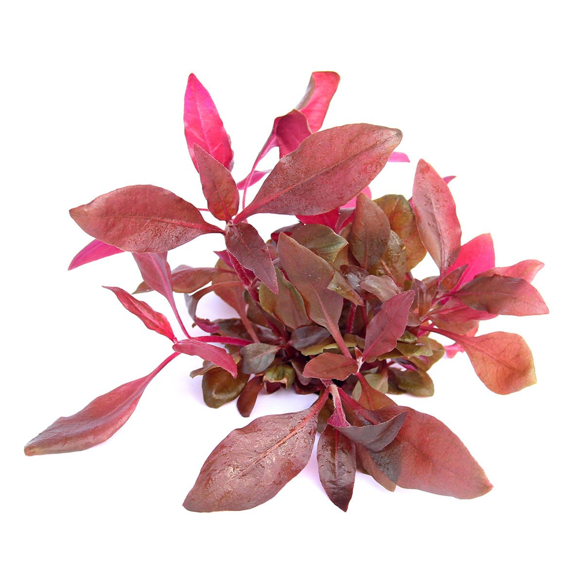 Alternanthera reineckii ´Lila´ In-Vitro