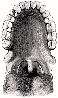 Gaumen des Menschen